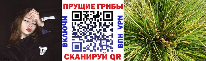 Галлюциногенные грибы MAGIC MUSHROOMS Купить закладки Кыштым